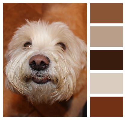 Dog Bichon Frise Terrier Image